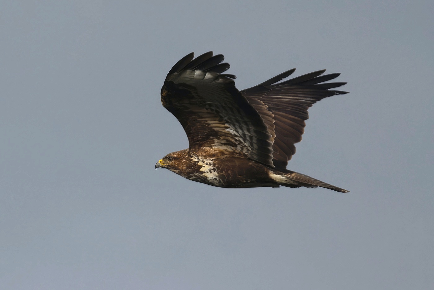 Káně lesní  ( Buteo buteo )