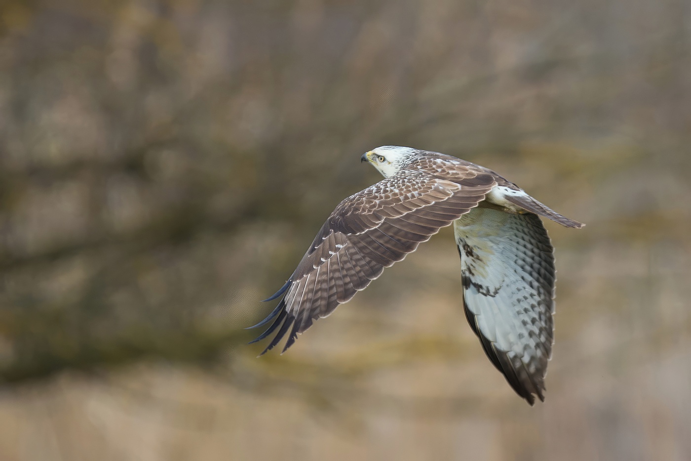 Káně lesní  ( Buteo buteo )