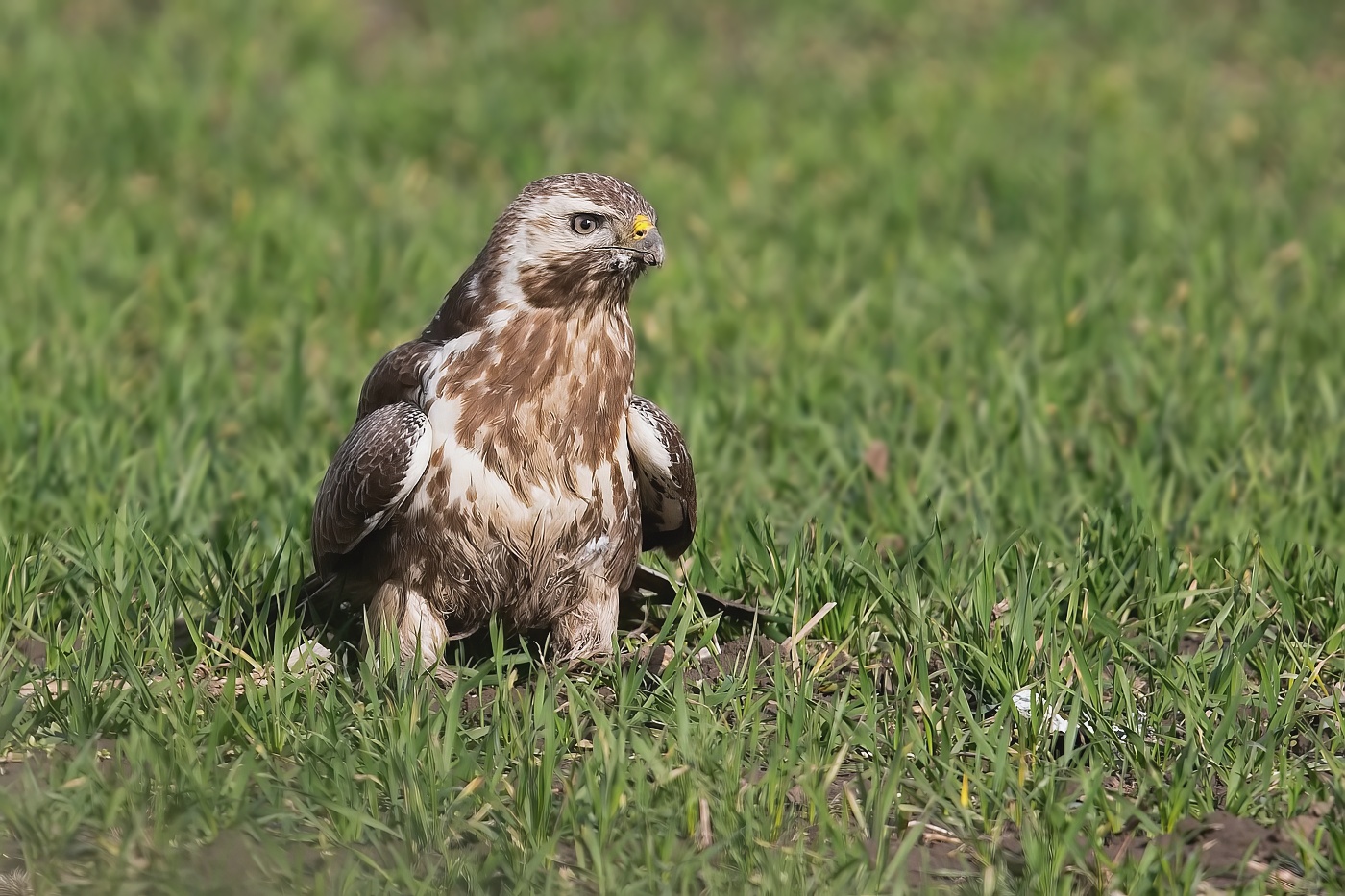 Káně lesní  ( Buteo buteo )