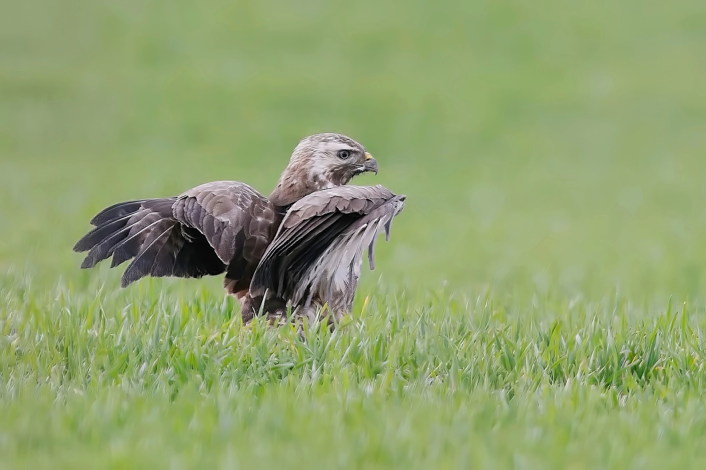 Káně lesní  ( Buteo buteo )