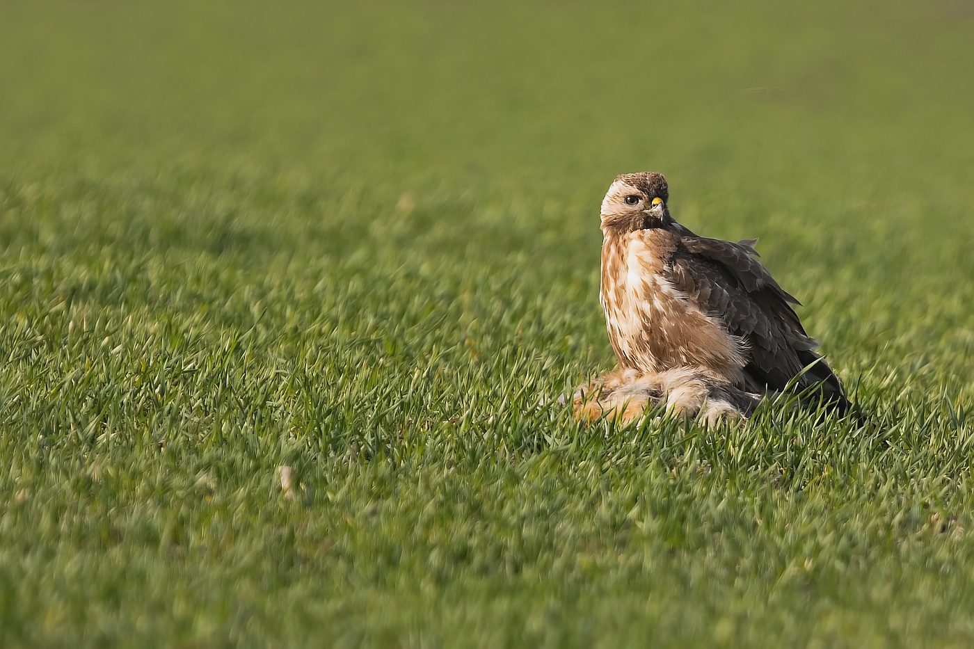 Káně lesní  ( Buteo buteo )