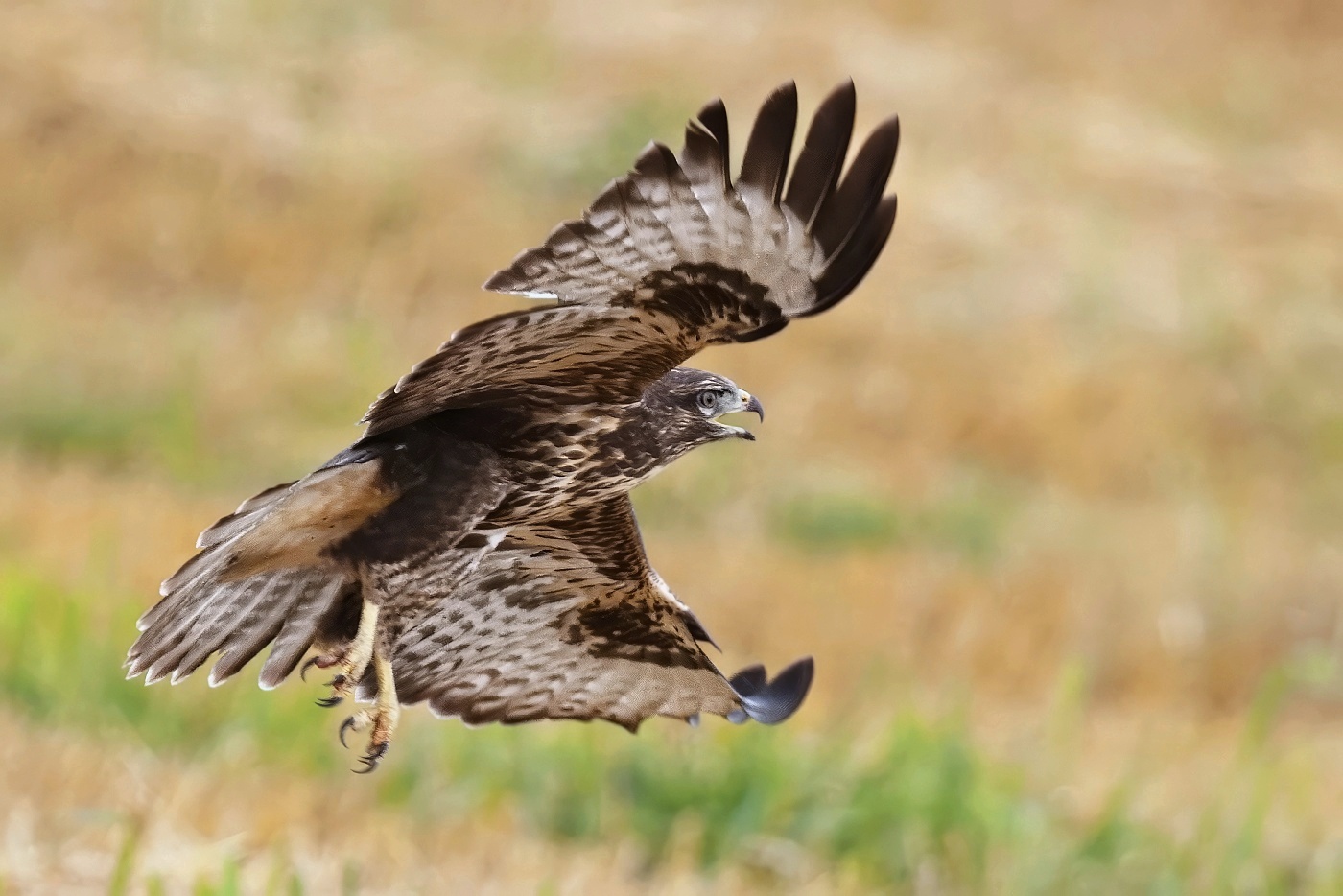 Káně lesní  ( Buteo buteo )