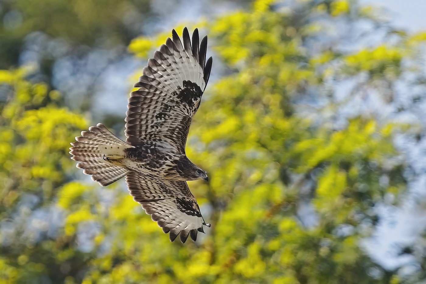 Káně lesní  ( Buteo buteo )