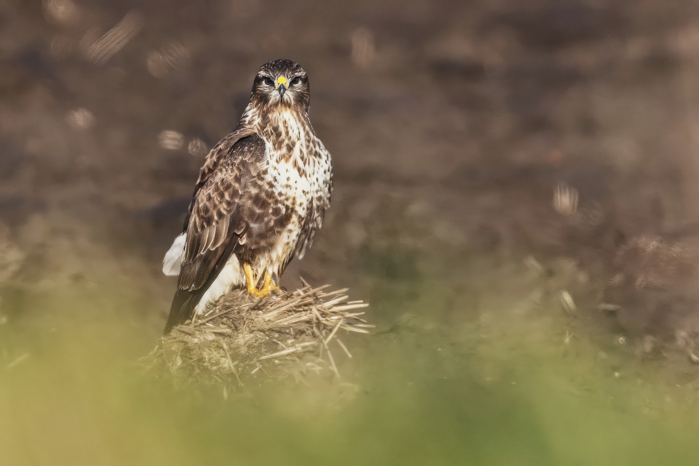 Káně lesní  ( Buteo buteo )