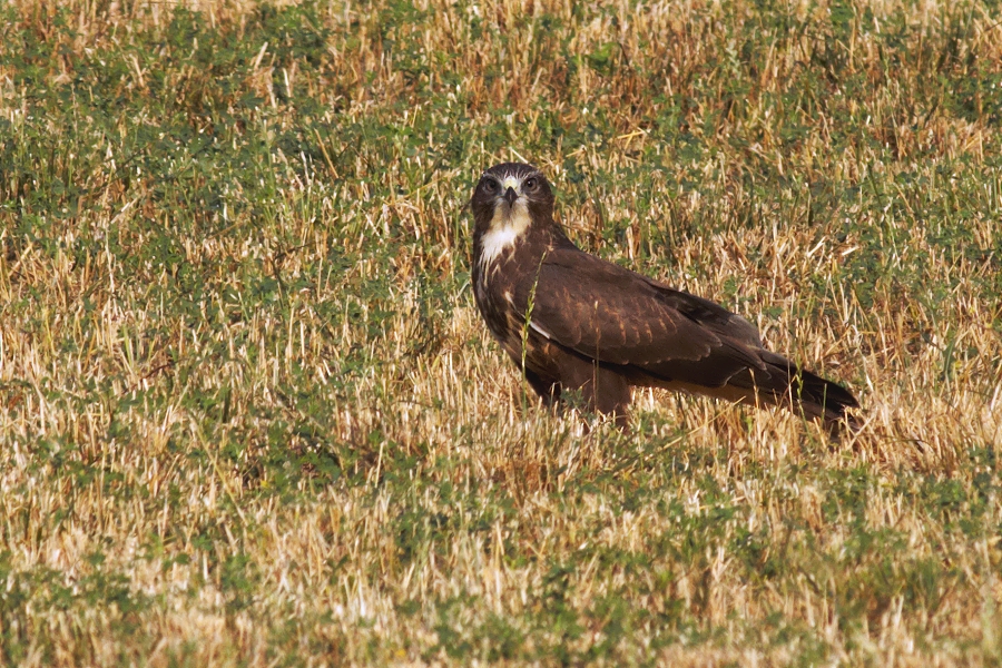 Káně lesní  ( Buteo buteo )