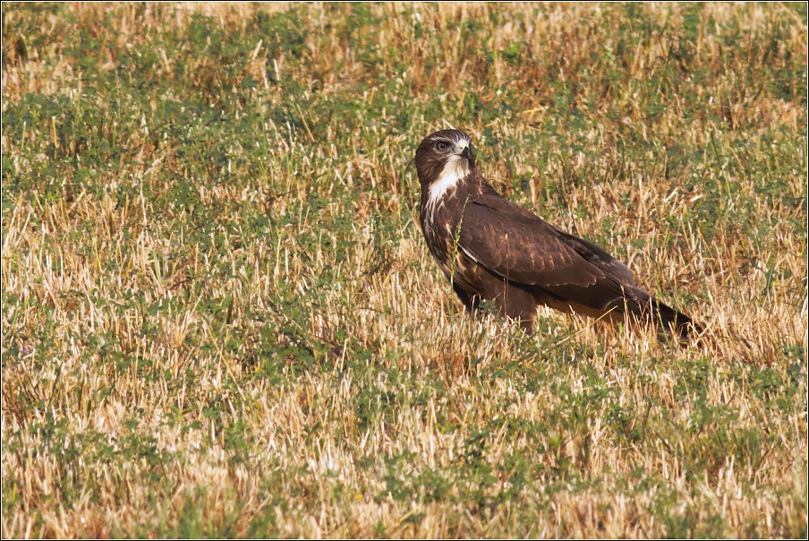 Káně lesní  ( Buteo buteo )