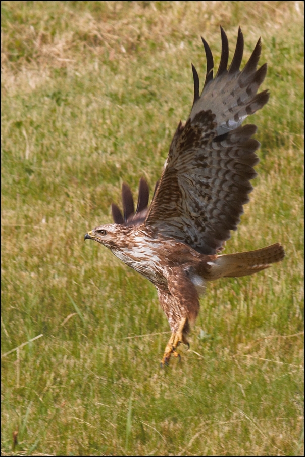 Káně lesní  ( Buteo buteo )