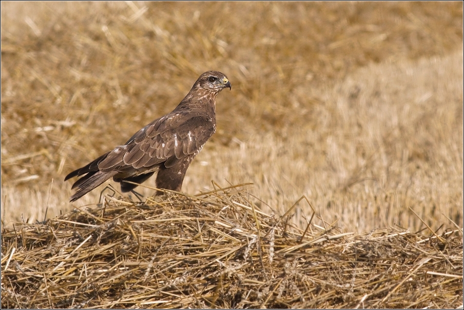 Káně lesní  ( Buteo buteo )