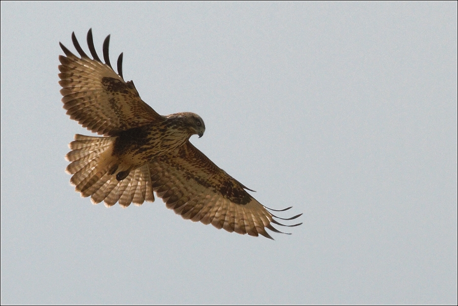 Káně lesní  ( Buteo buteo )