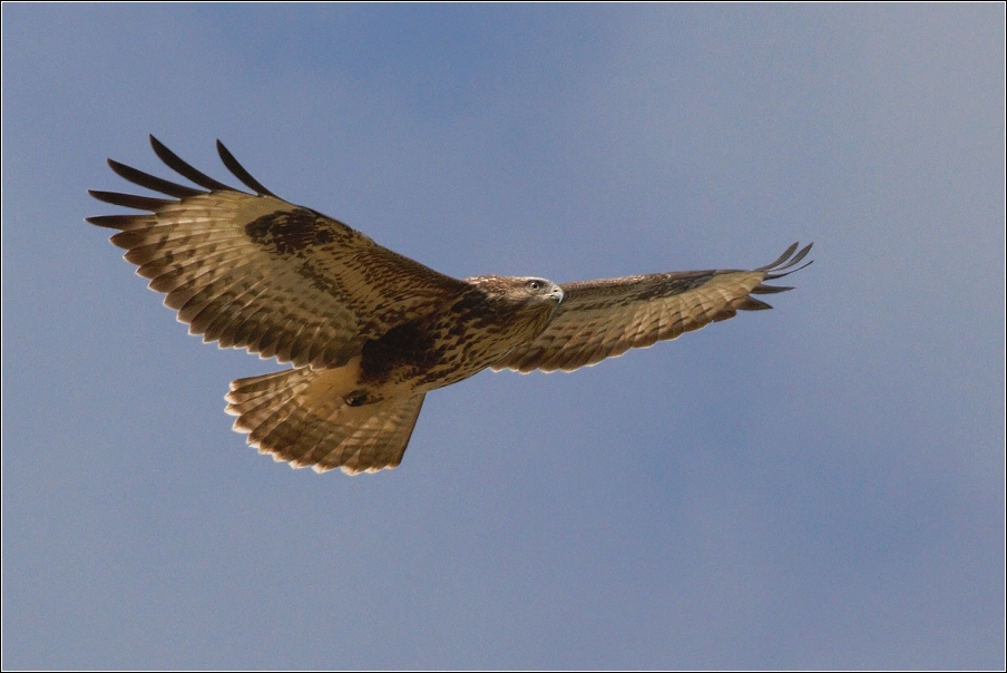 Káně lesní  ( Buteo buteo )