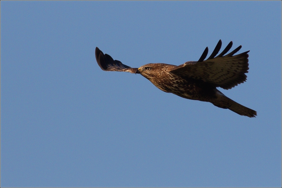 Káně lesní  ( Buteo buteo )