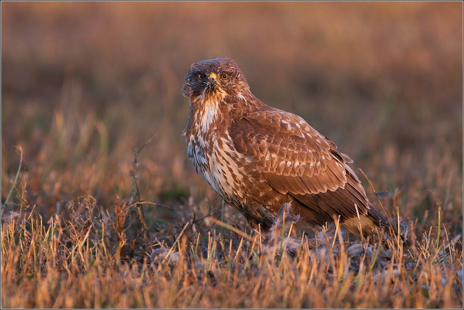 Káně lesní  ( Buteo buteo )