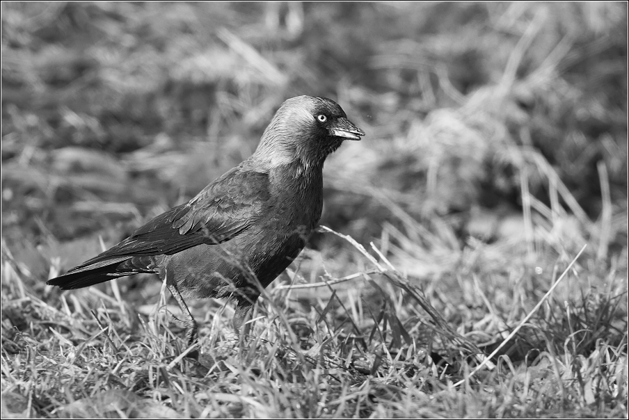 Kavka obecná  ( Corvus monedula )