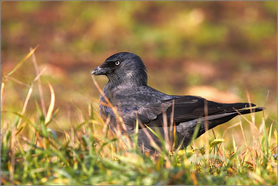 Kavka obecná  ( Corvus monedula )