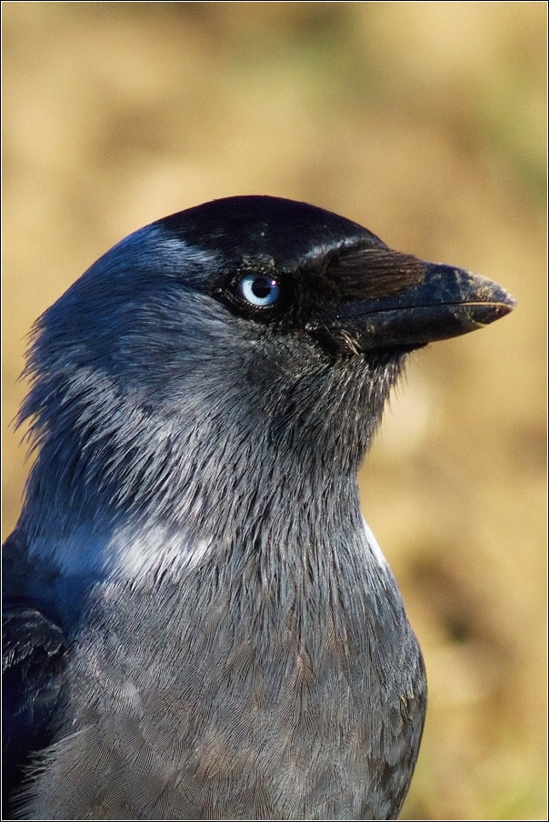 Kavka obecná  ( Corvus monedula )