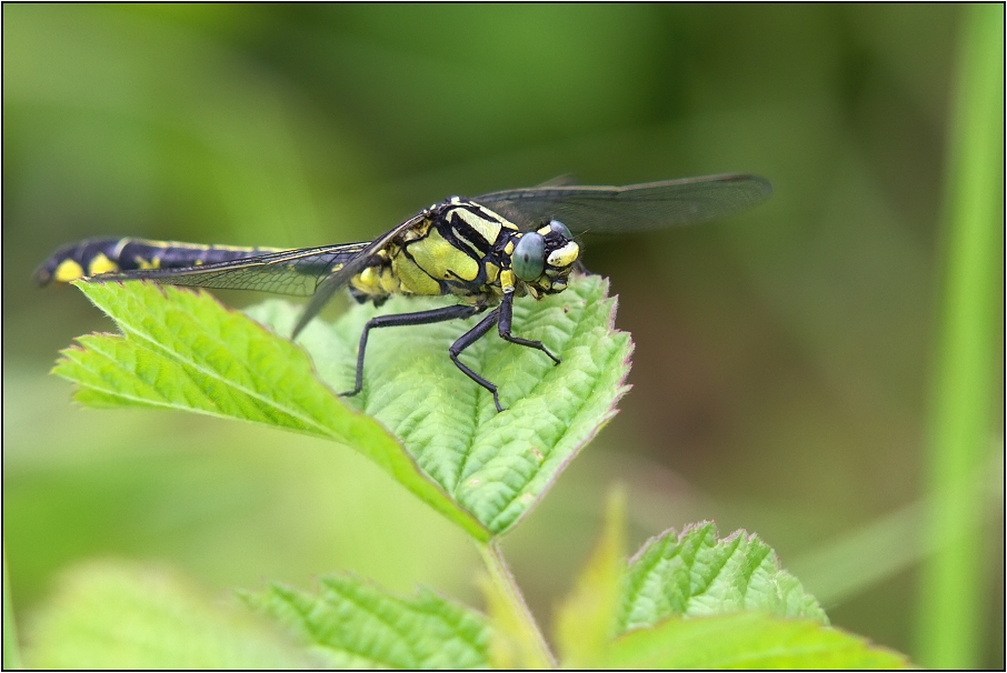 Klínatka obecná ( Gomphus rulgatissimus )