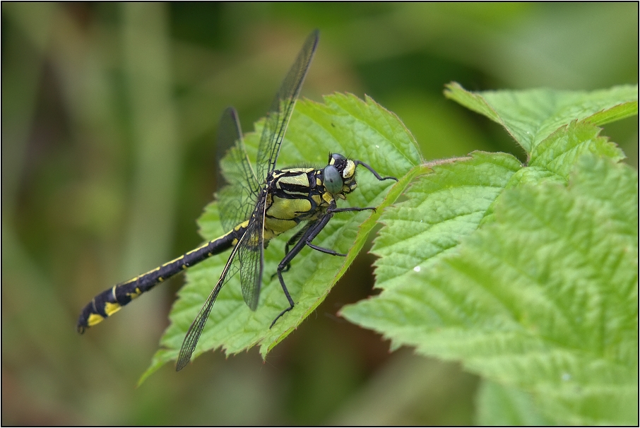 Klínatka obecná ( Gomphus rulgatissimus )