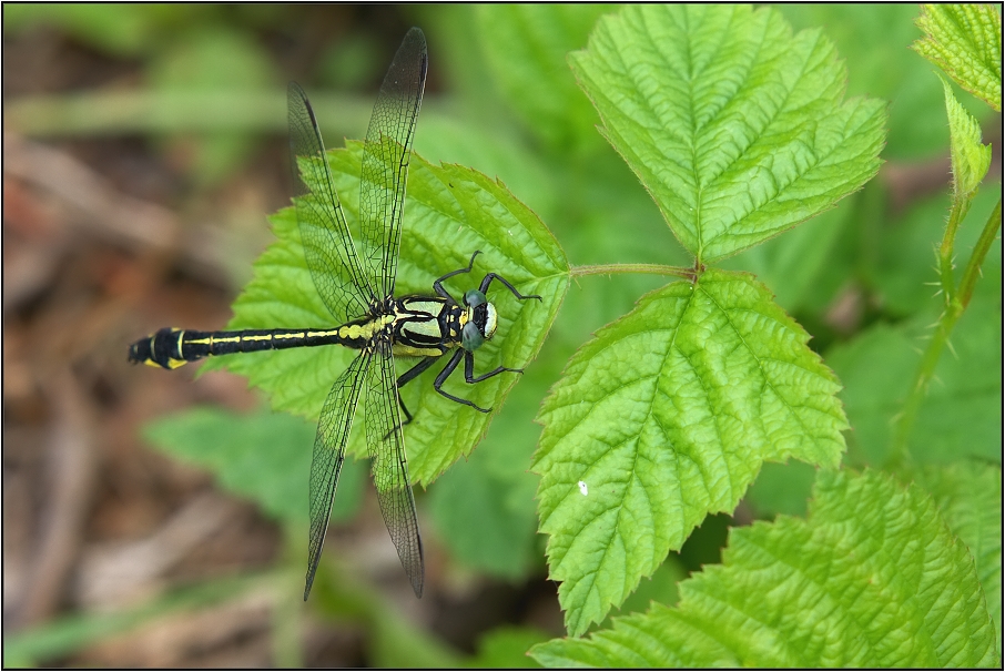 Klínatka obecná ( Gomphus rulgatissimus )