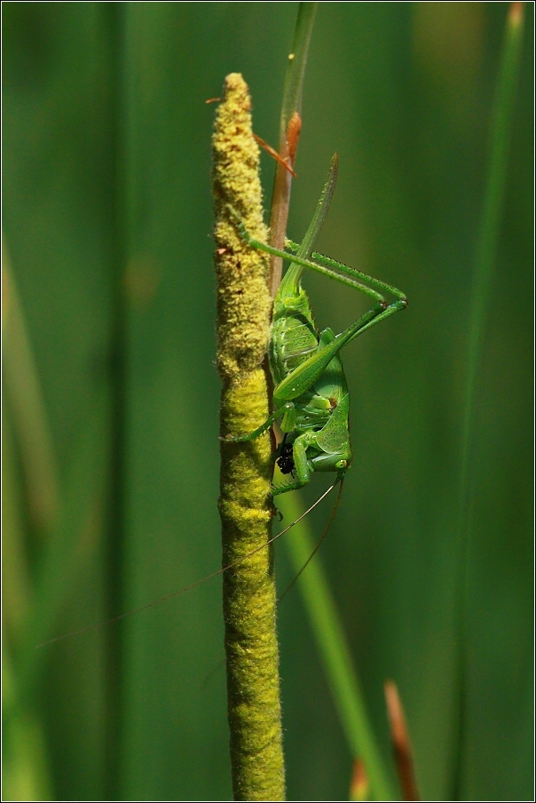 Kobylka zelená ( Tettigonia viridissima )