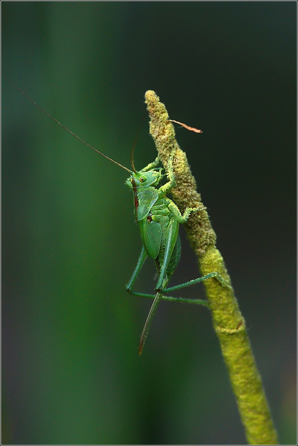 Kobylka zelená ( Tettigonia viridissima )