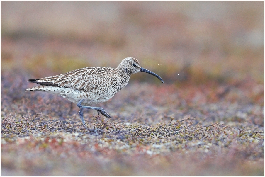 Koliha malá  ( Numenius phaeopus )