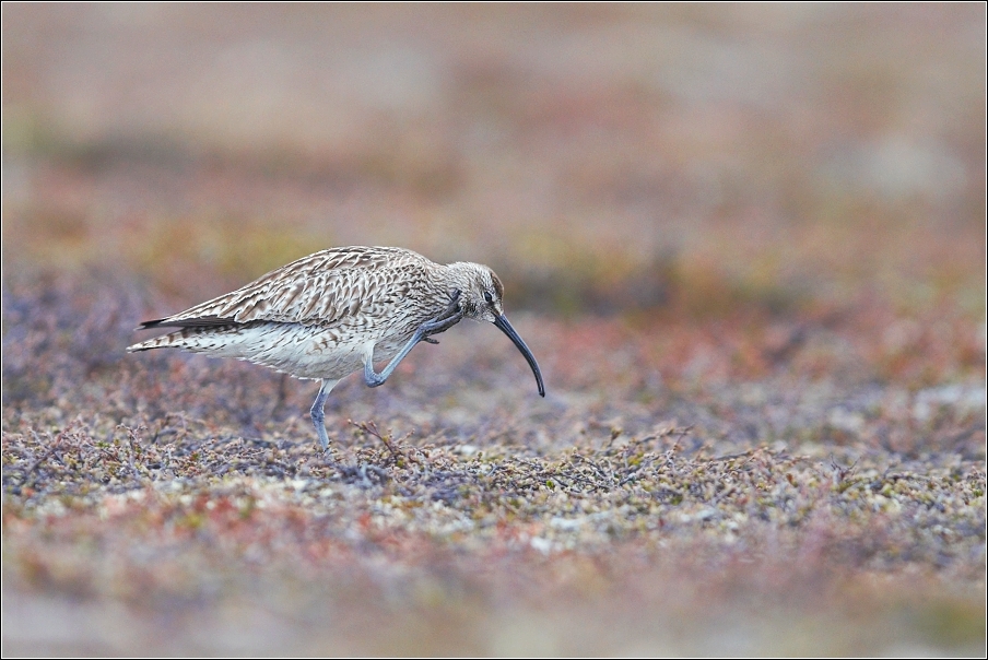 Koliha malá  ( Numenius phaeopus )