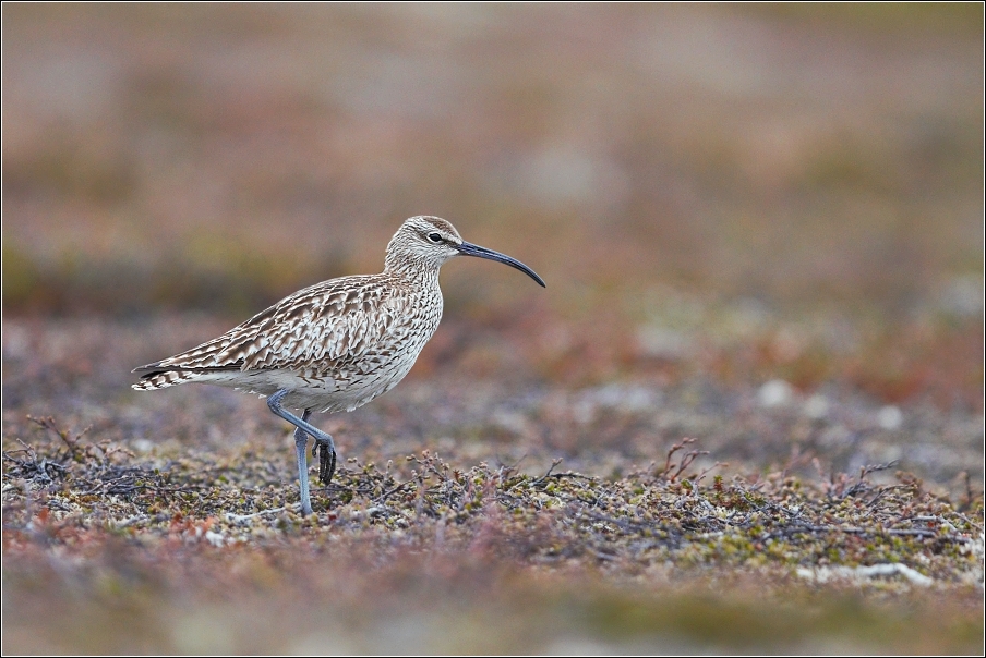 Koliha malá  ( Numenius phaeopus )