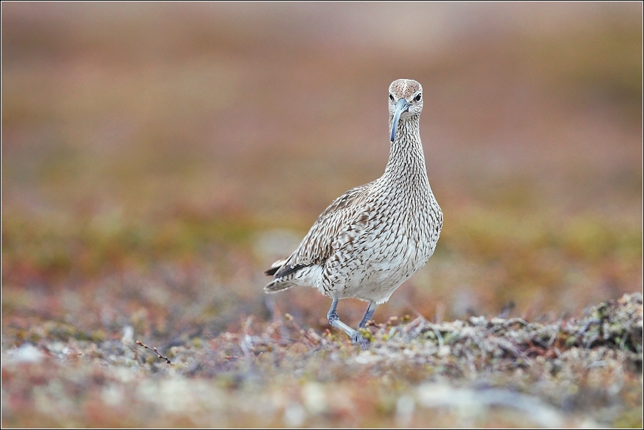 Koliha malá  ( Numenius phaeopus )