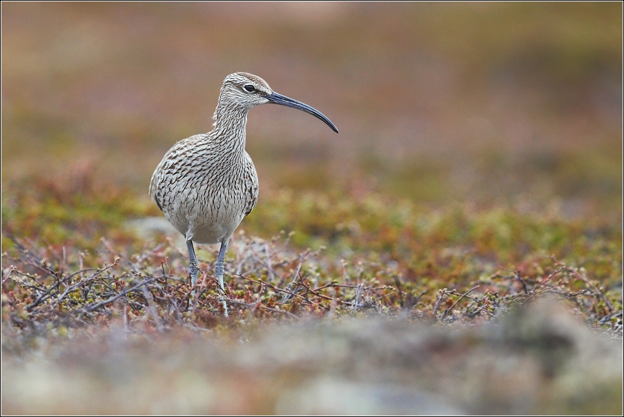 Koliha malá  ( Numenius phaeopus )