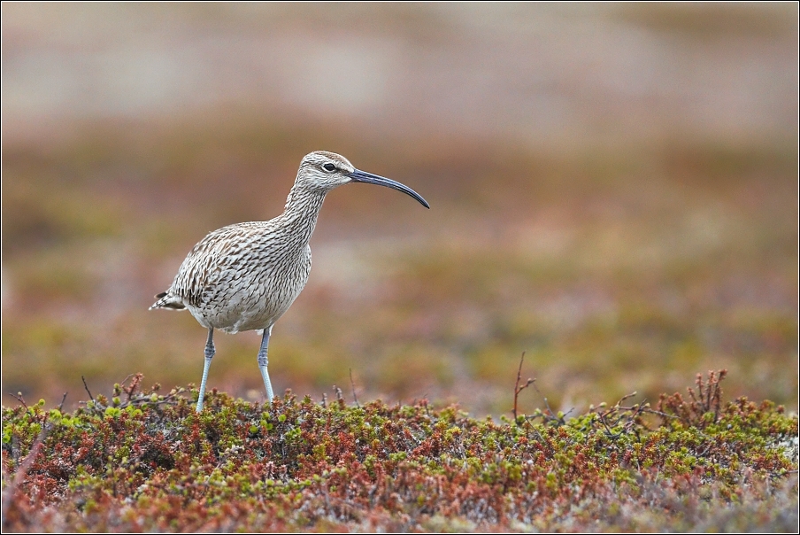 Koliha malá  ( Numenius phaeopus )