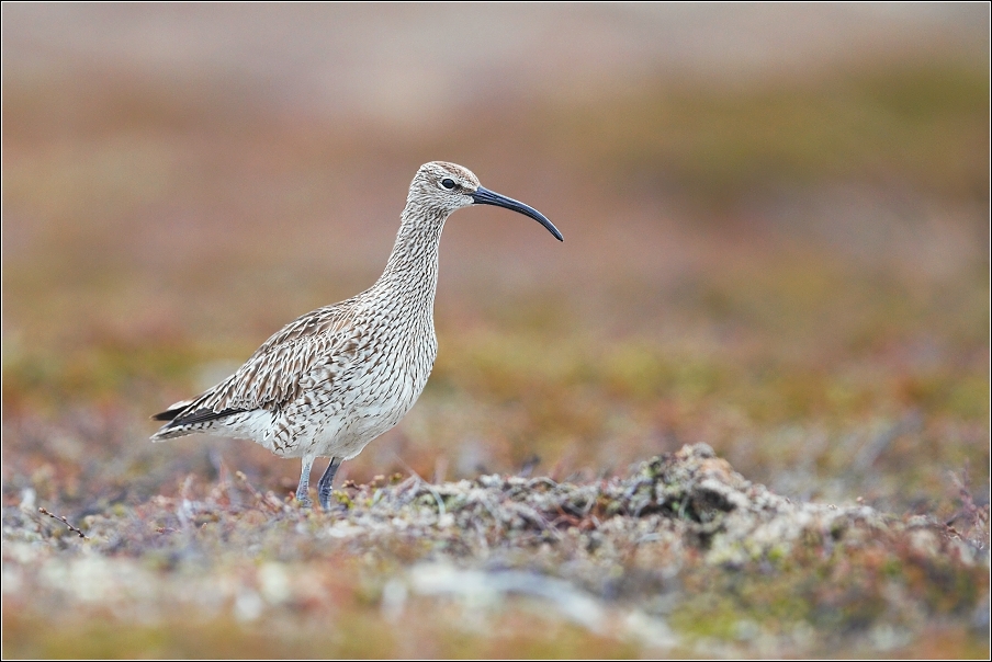 Koliha malá  ( Numenius phaeopus )