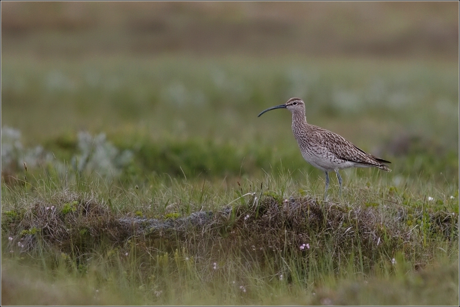 Koliha malá  (  Numenius phaeopus )