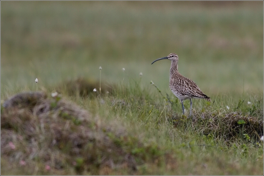 Koliha malá  (  Numenius phaeopus )