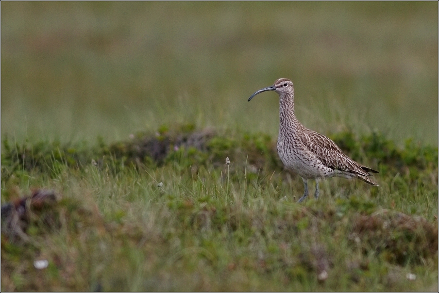 Koliha malá  (  Numenius phaeopus )