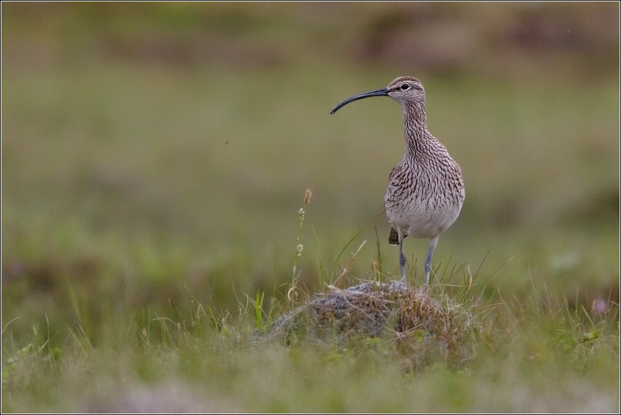 Koliha malá  (  Numenius phaeopus )