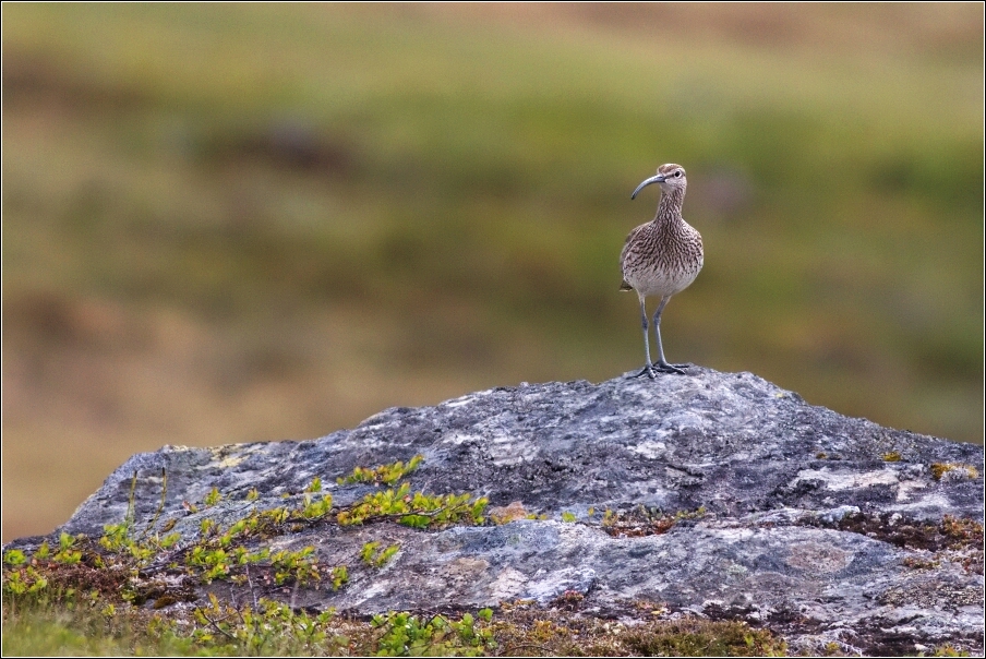 Koliha malá  (  Numenius phaeopus )