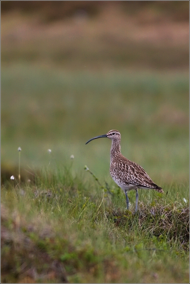 Koliha malá  (  Numenius phaeopus )