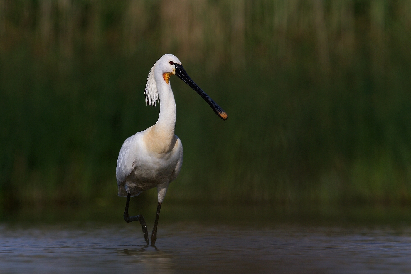 Kolpík bílý  ( Platalea leucorodia )