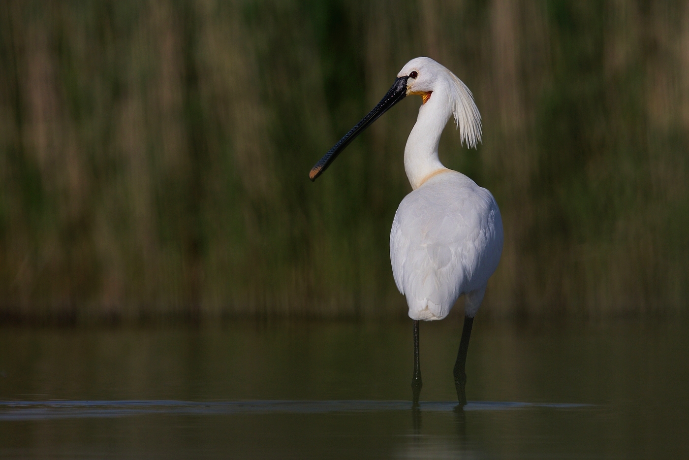 Kolpík bílý  ( Platalea leucorodia )