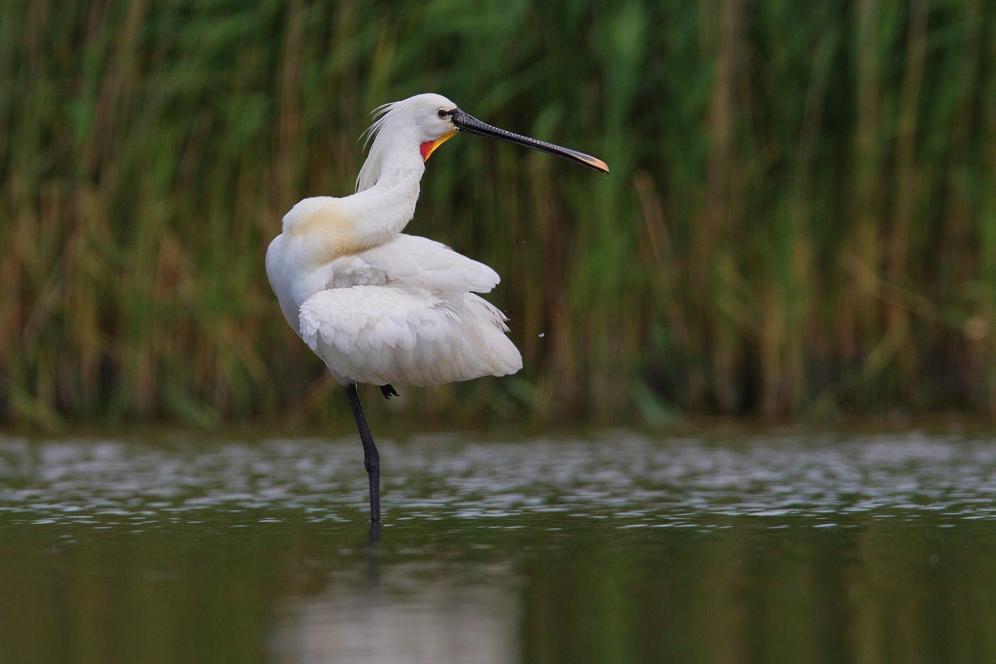 Kolpík bílý  ( Platalea leucorodia )