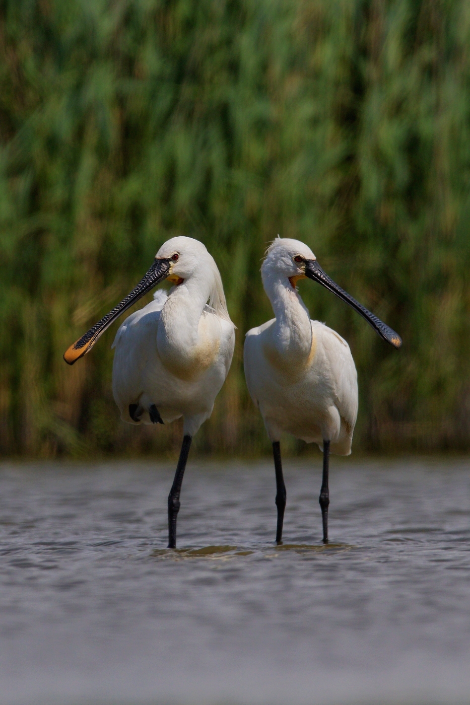 Kolpík bílý  ( Platalea leucorodia )