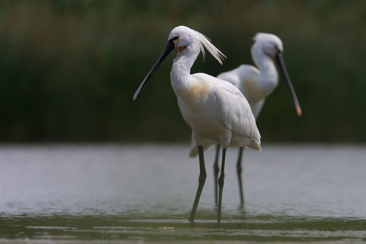 Kolpík bílý  ( Platalea leucorodia )