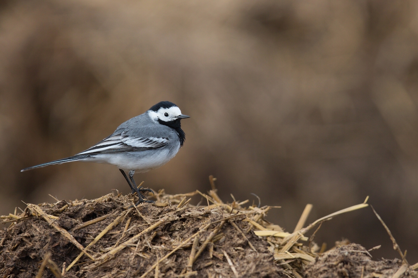 Konipas bílý  ( Motacilla alba )