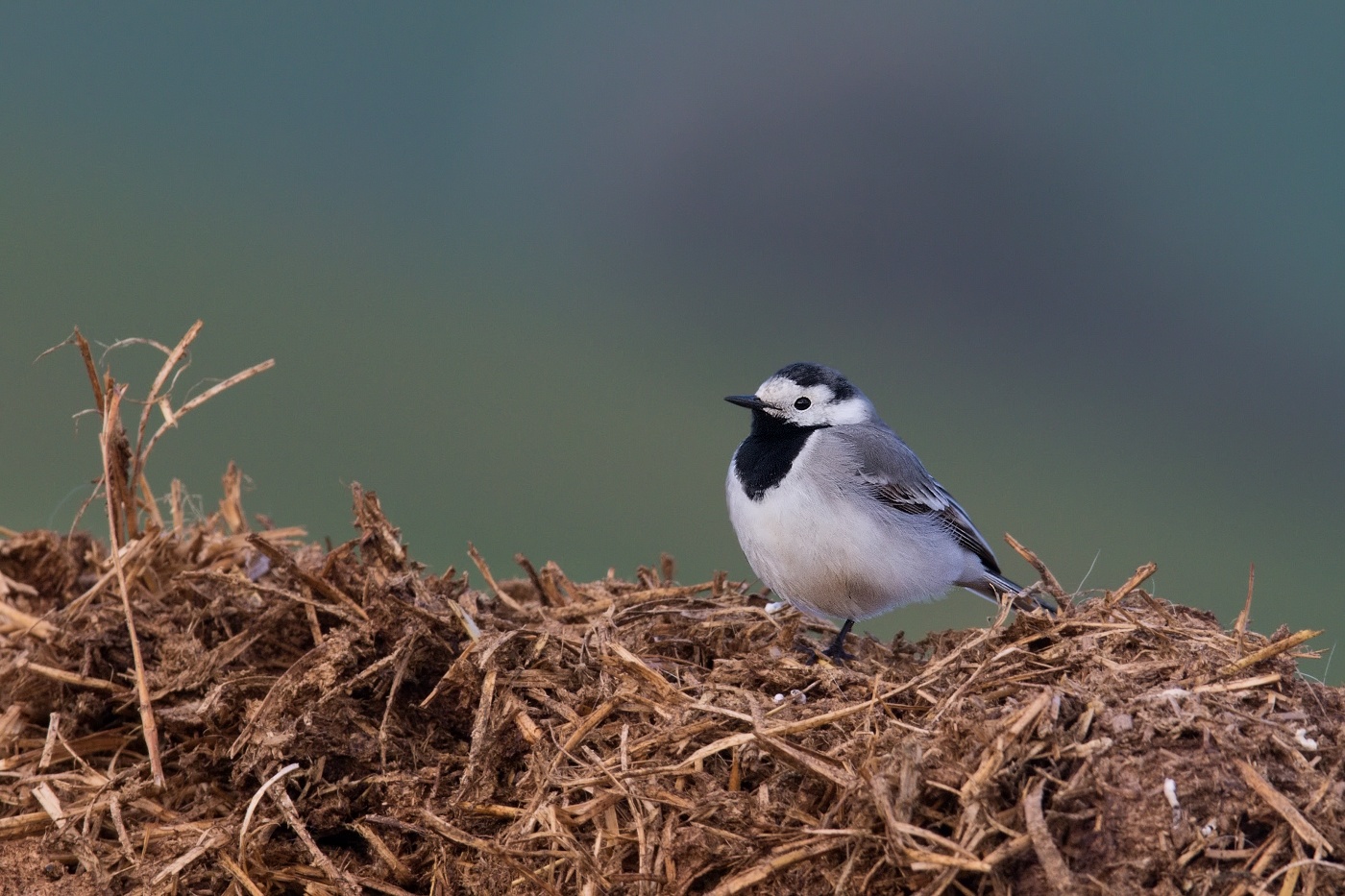 Konipas bílý  ( Motacilla alba )