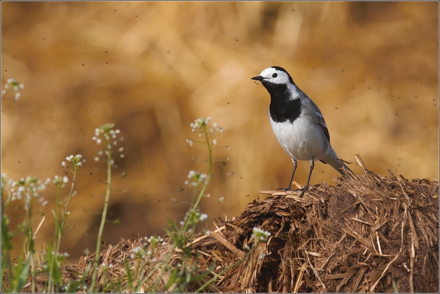 Konipas bílý ( Motacilla alba )