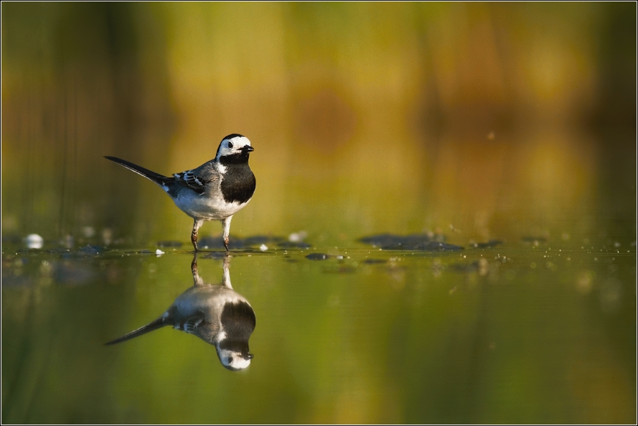 Konipas bílý ( Motacilla alba )