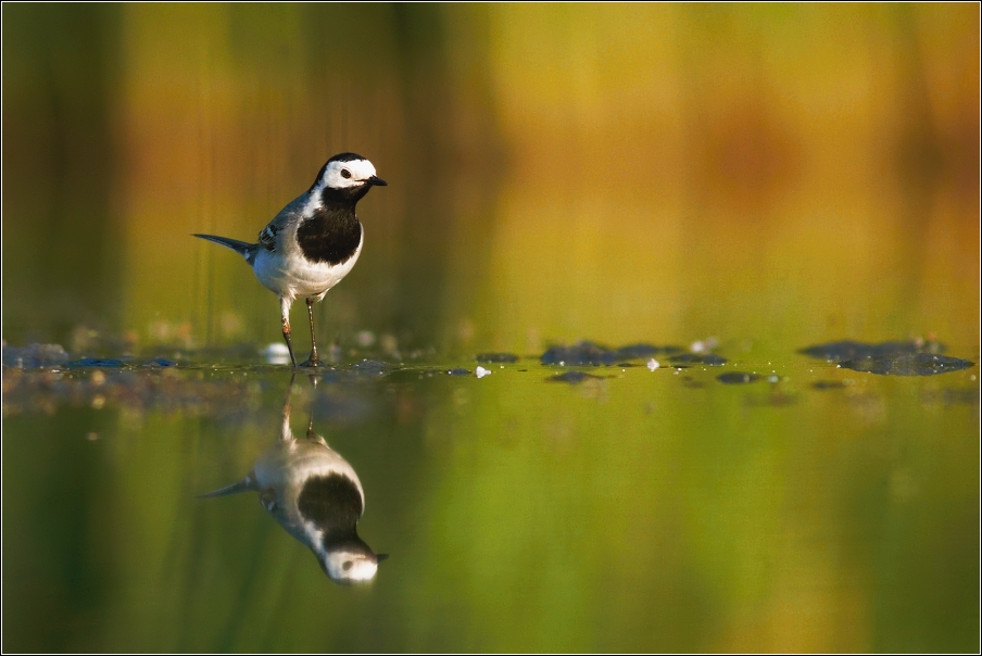 Konipas bílý ( Motacilla alba )