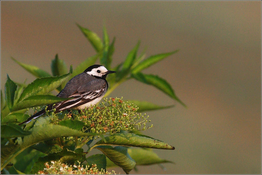 Konipas bílý  ( Motacilla alba )