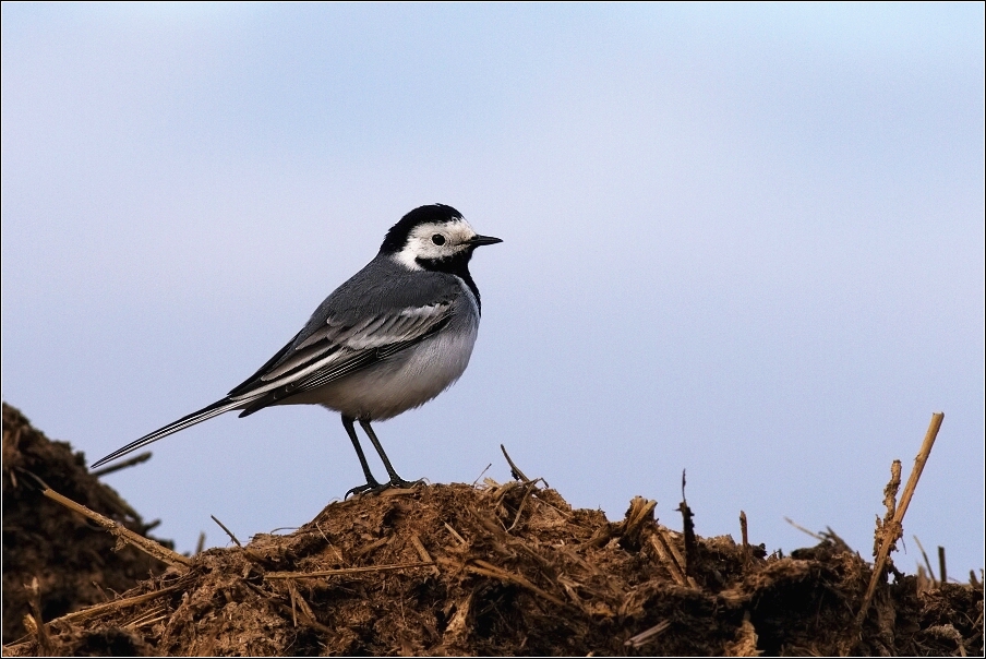 Konipas bílý  ( Motacilla alba )