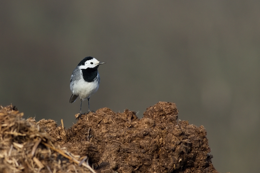 Konipas bílý  ( Motacilla alba )